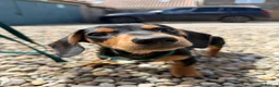 Dachshund dogs for sale: Beautiful dachshund 5 months.  in Leeds - Advert 6