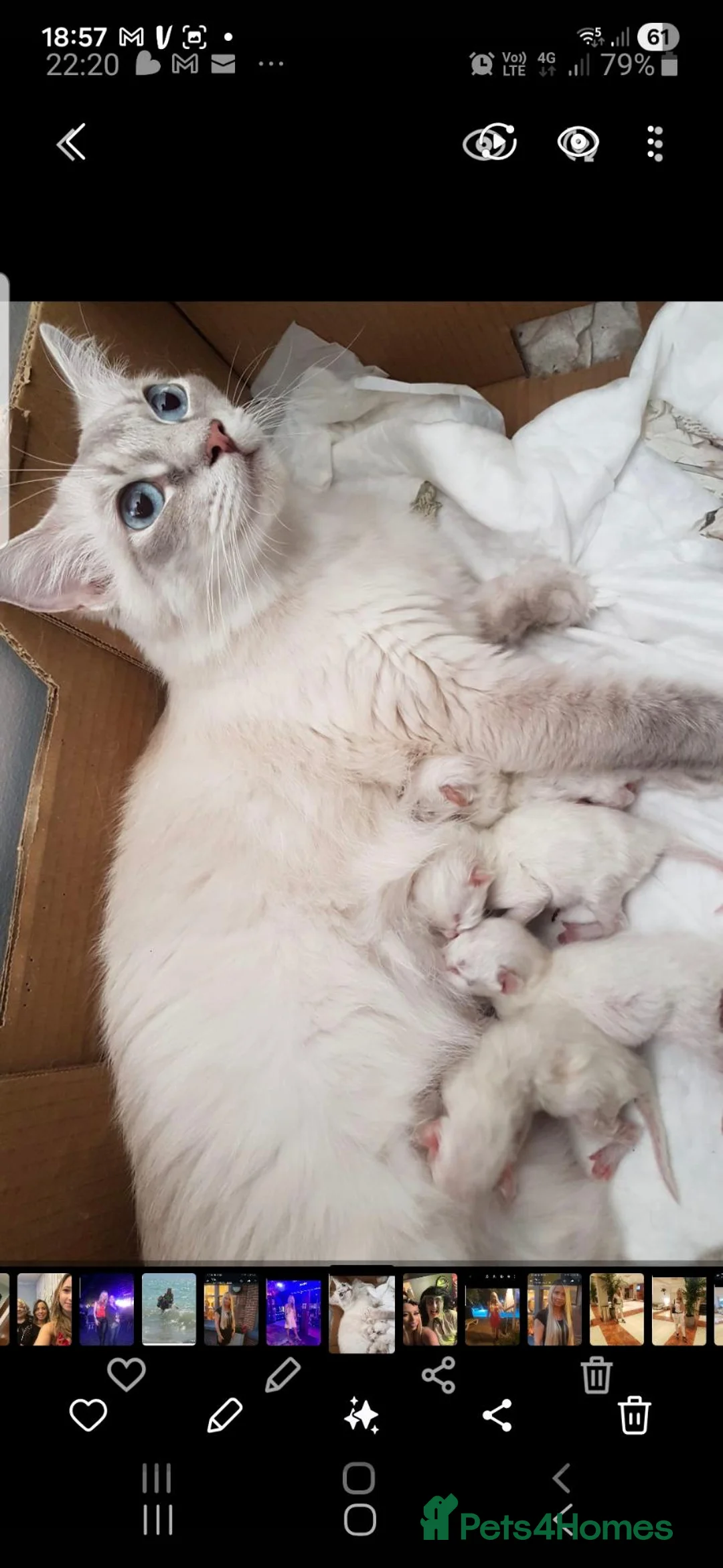 Ragdoll cats for sale: Ragdoll kittens  - Advert 1