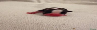 Boston Terrier 3 ( pink)
