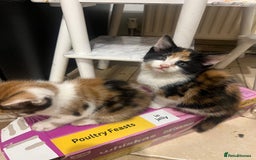 Maine Coon cats for sale: Kittens for sale  - Image 6