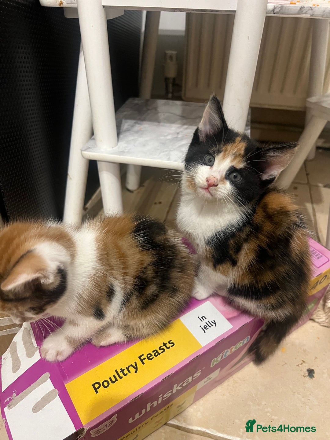 Maine Coon cats for sale: Kittens for sale  - Image 6