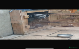 Cane Corso dogs for sale: Male cane corso puppy - Image 7