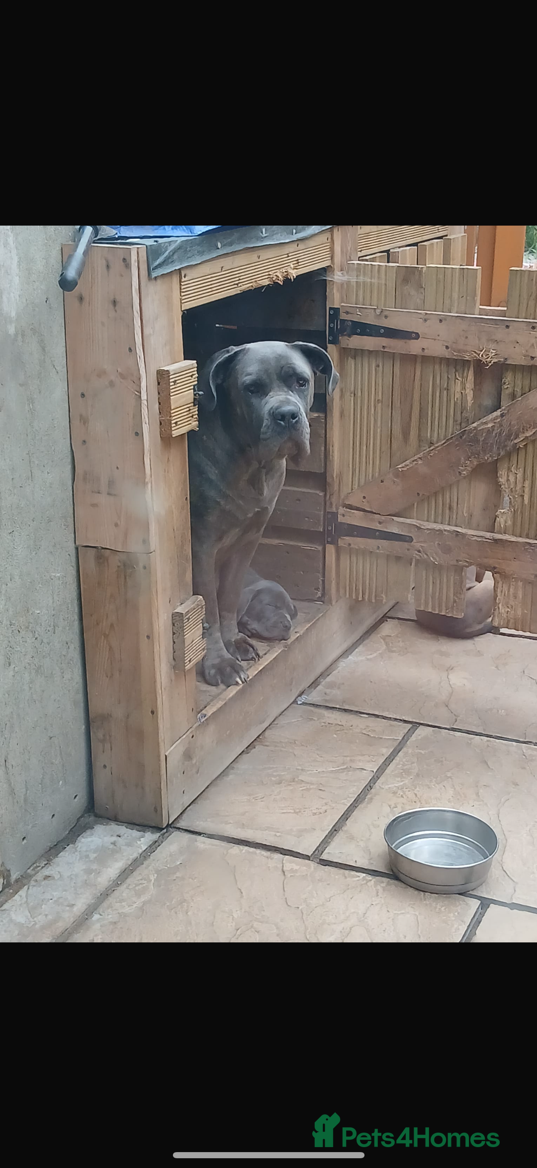 Cane Corso dogs for sale: Male cane corso puppy - Image 7