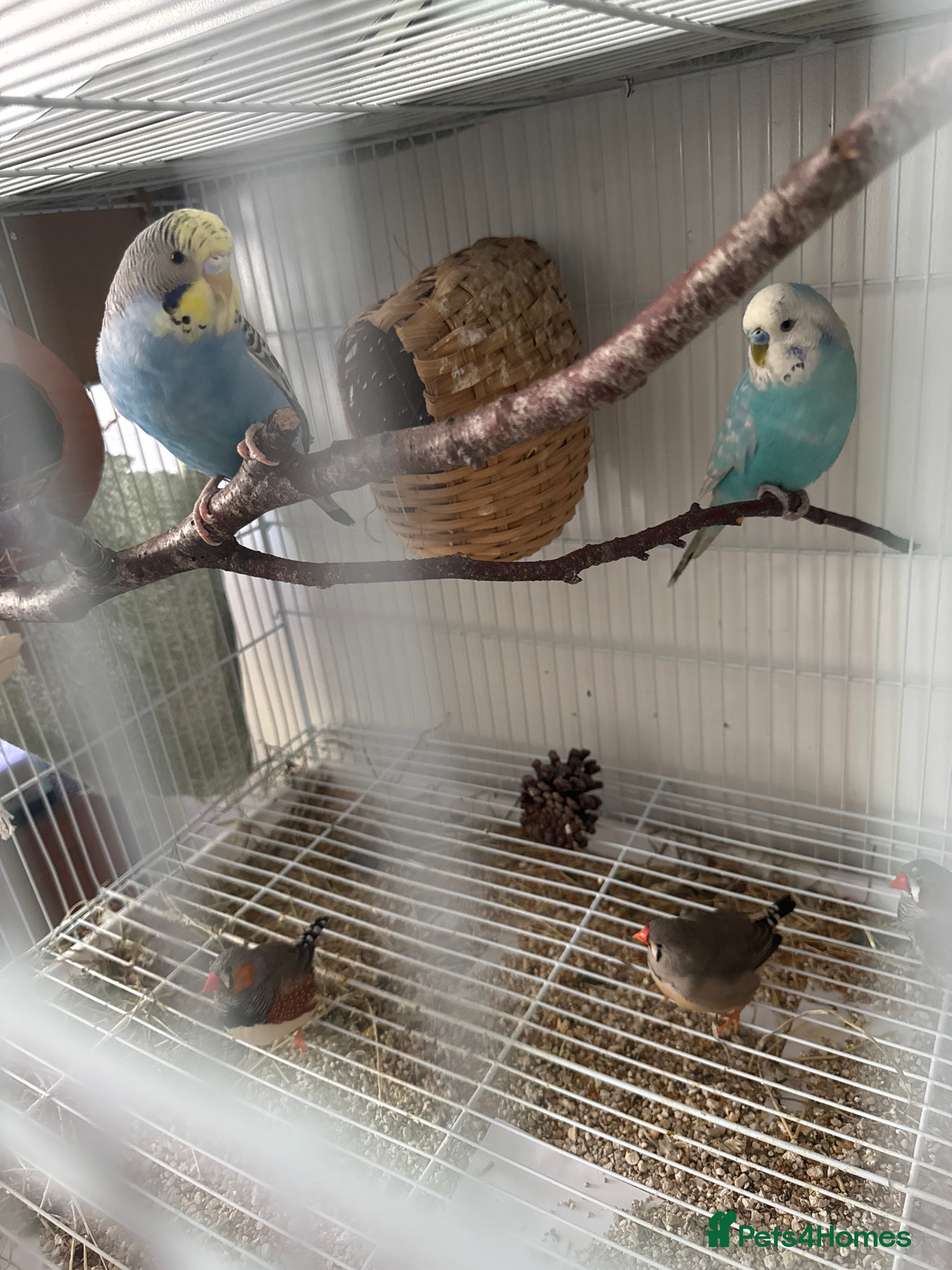 Finches birds Budgie for sale with cage  - Advert 5