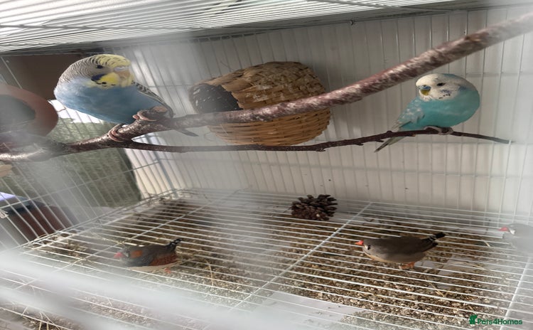 Finches birds - Advert 8