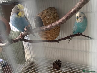 Finches birds Budgie for sale with cage - Advert 15