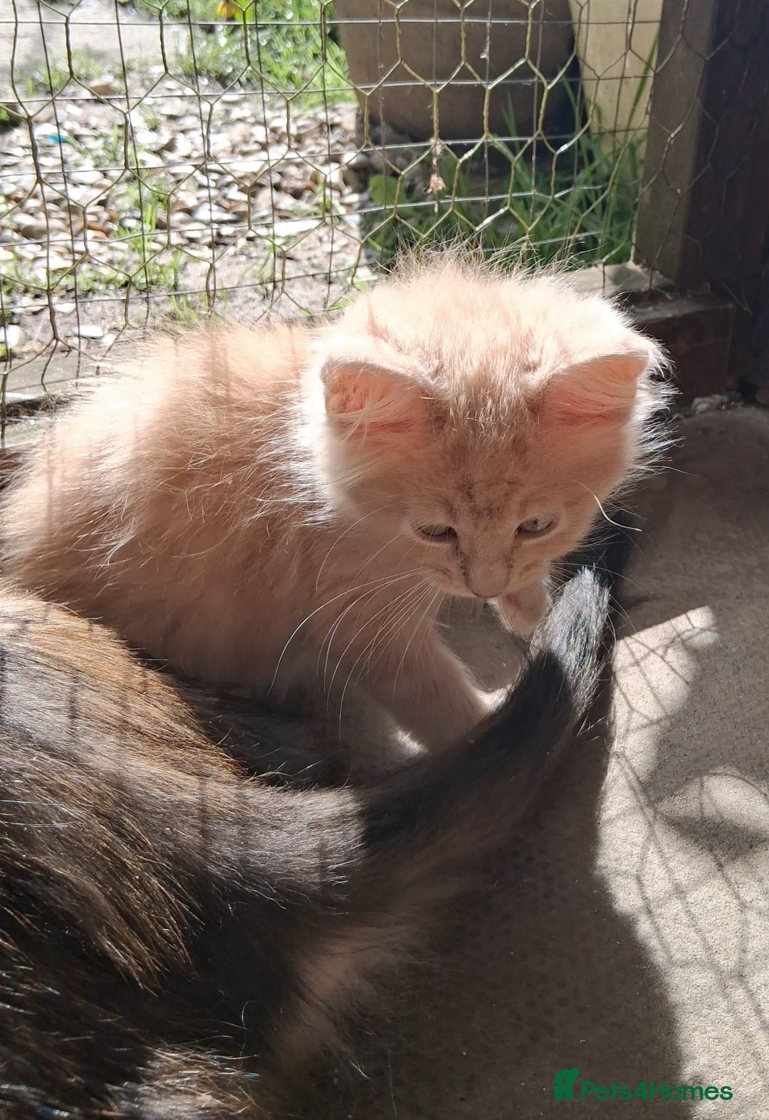 Maine Coon cats for sale: Maine coon  - Image 10