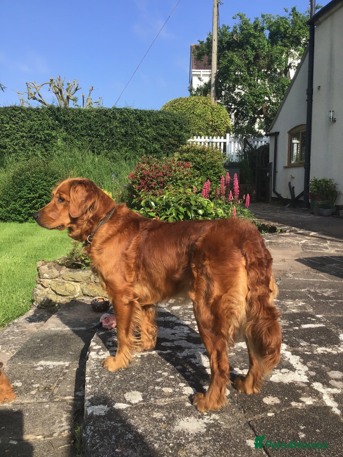 Golden Retriever dogs Fox Red Pedigree Golden Retriever Puppies for sale - Advert 1