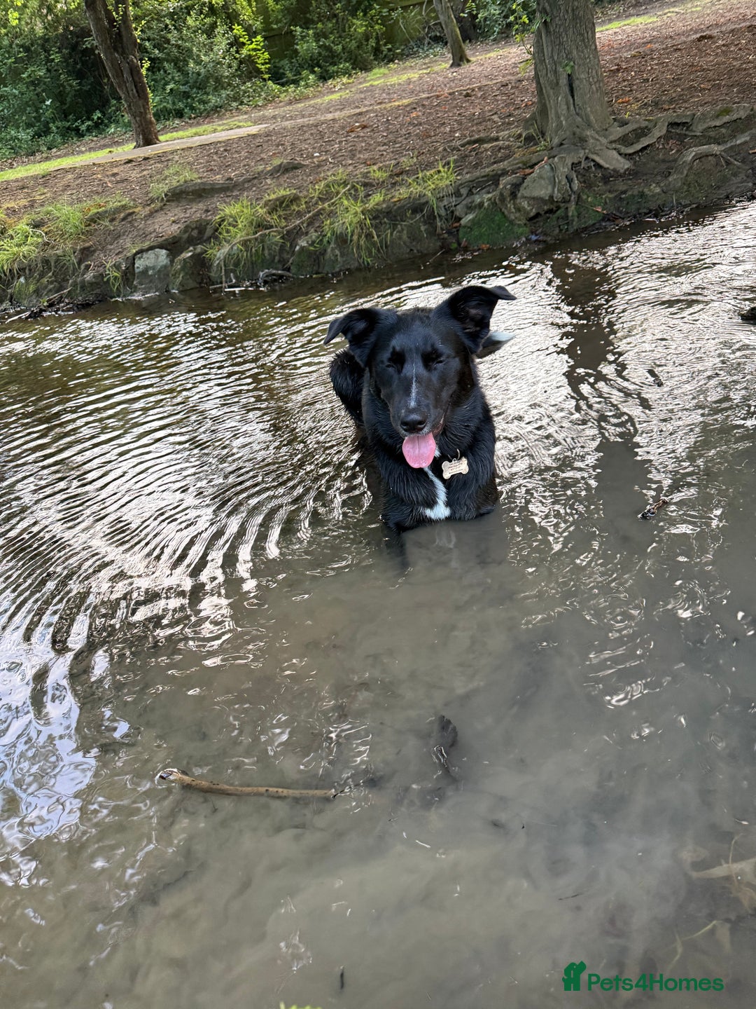 Border Collie dogs for sale: Border collie  - Image 38