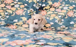 Miniature Dachshund dogs for sale: Rare Cream Gorgeous Dachshund Puppies  - Image 5