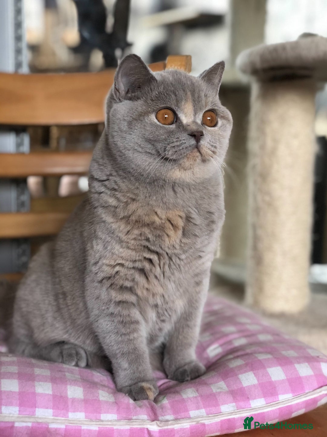 British Shorthair cats for sale: Beautiful BSH lilac Tortie girl for sale - Advert 10
