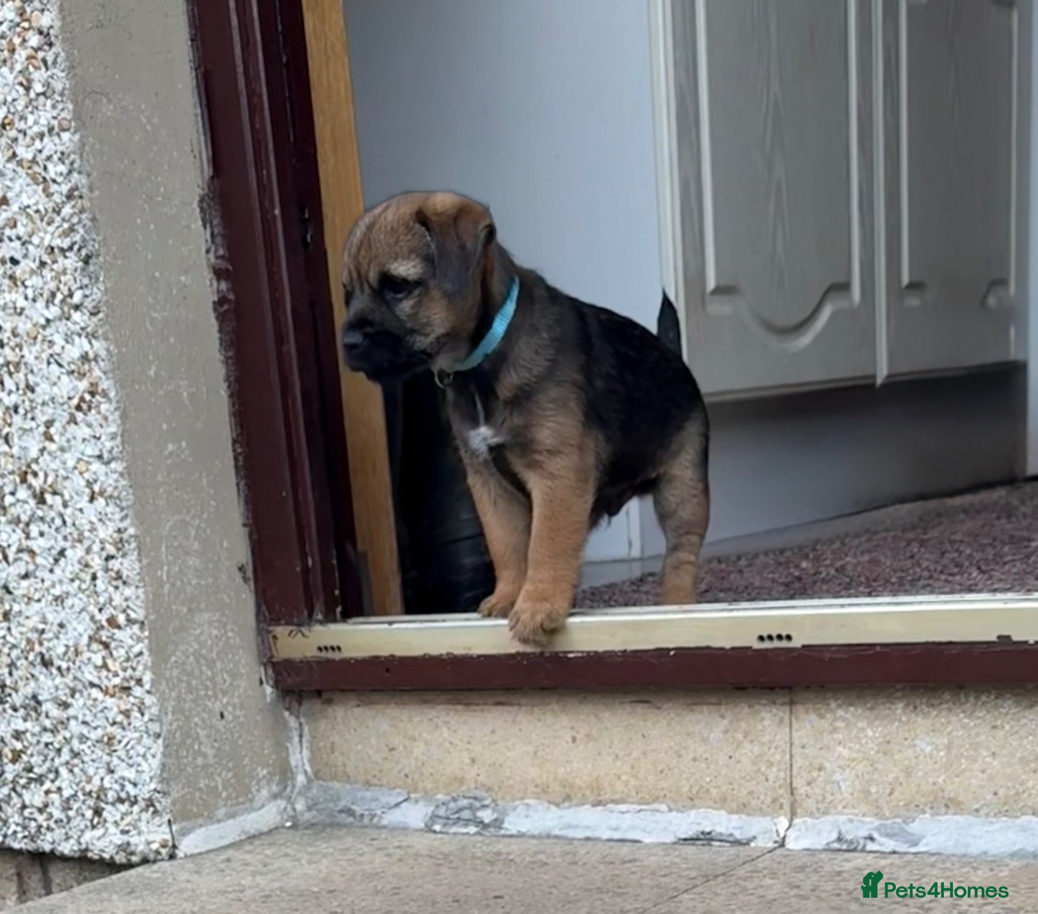 Border Terrier dogs Male Border terrier puppies  - Advert 1