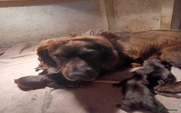 Cocker Spaniel dogs for sale: Cocker spaniel puppies - Image 2