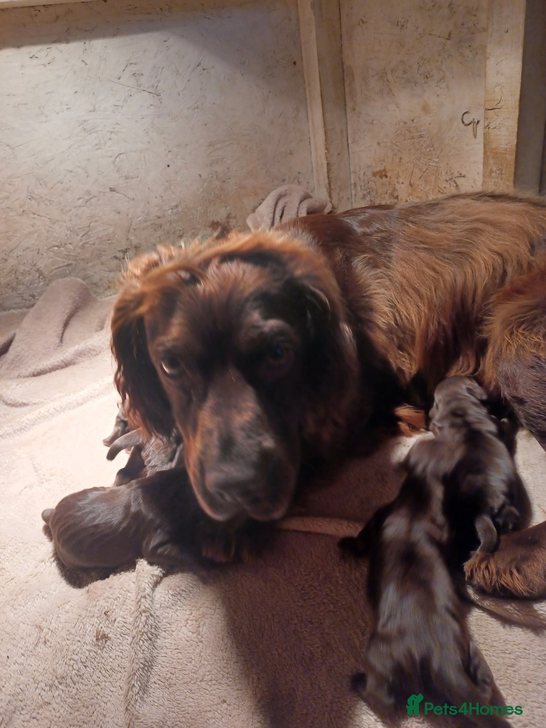 Cocker Spaniel dogs for sale: Cocker spaniel puppies - Image 2