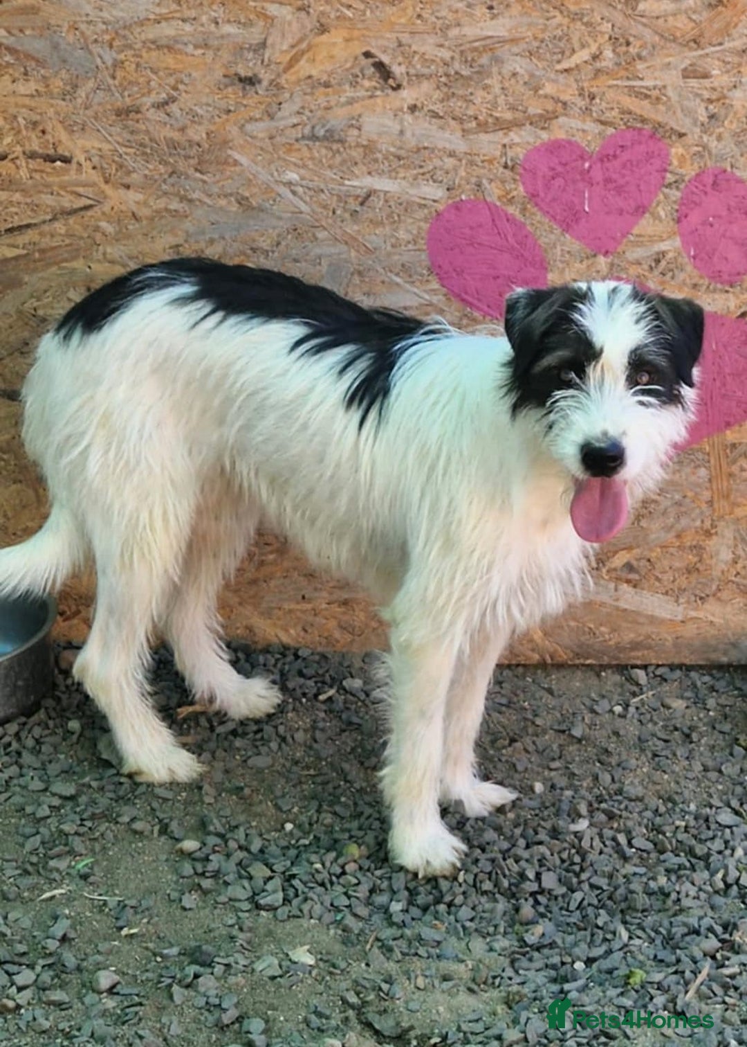 Mixed Breed dogs for adoption: 🐾 Stella – a tender soul hoping to shine again ❤️ - Advert 3