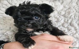Mixed Breed dogs for sale: Papipoo puppies. DNA health tested parents  - Image 14