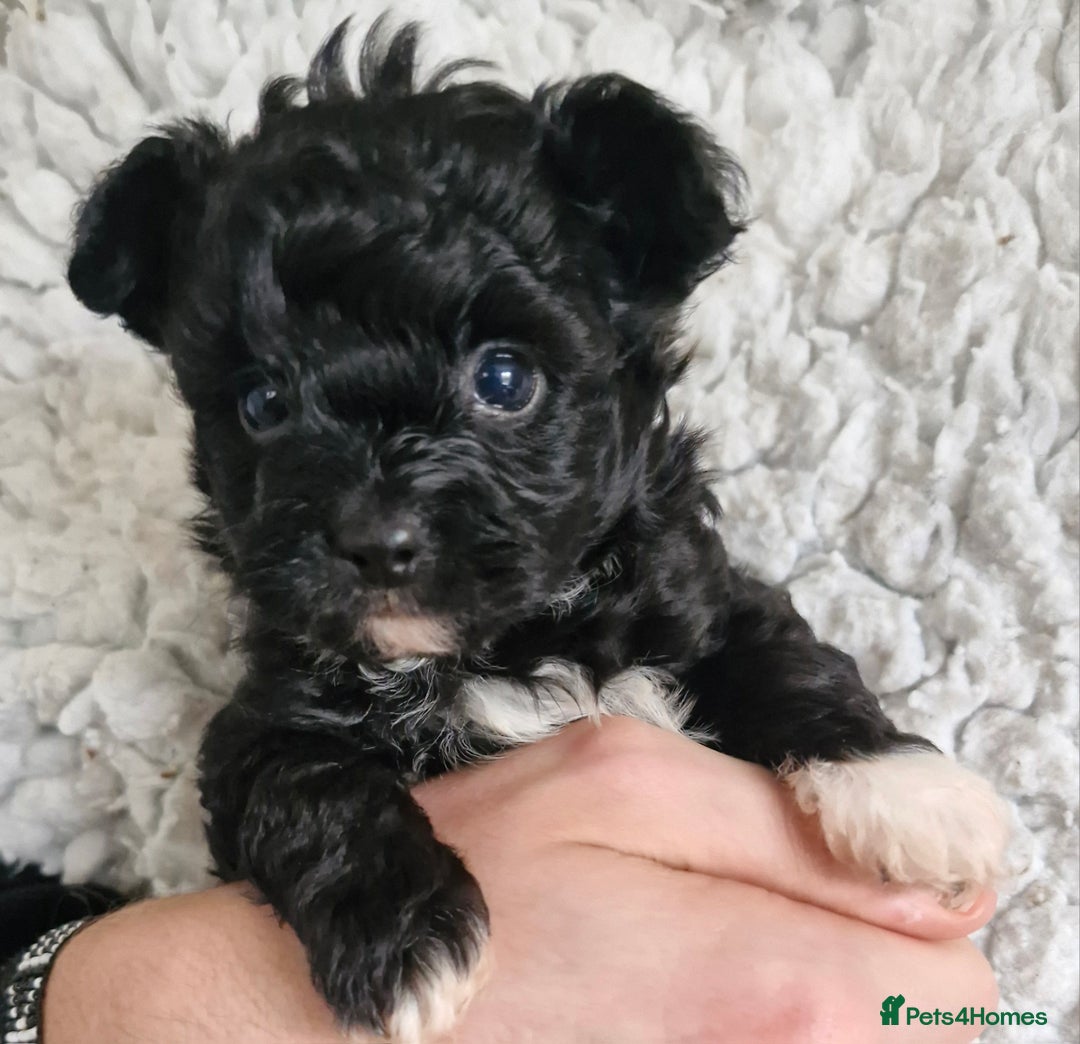 Mixed Breed dogs for sale: Papipoo puppies. DNA health tested parents  - Image 14