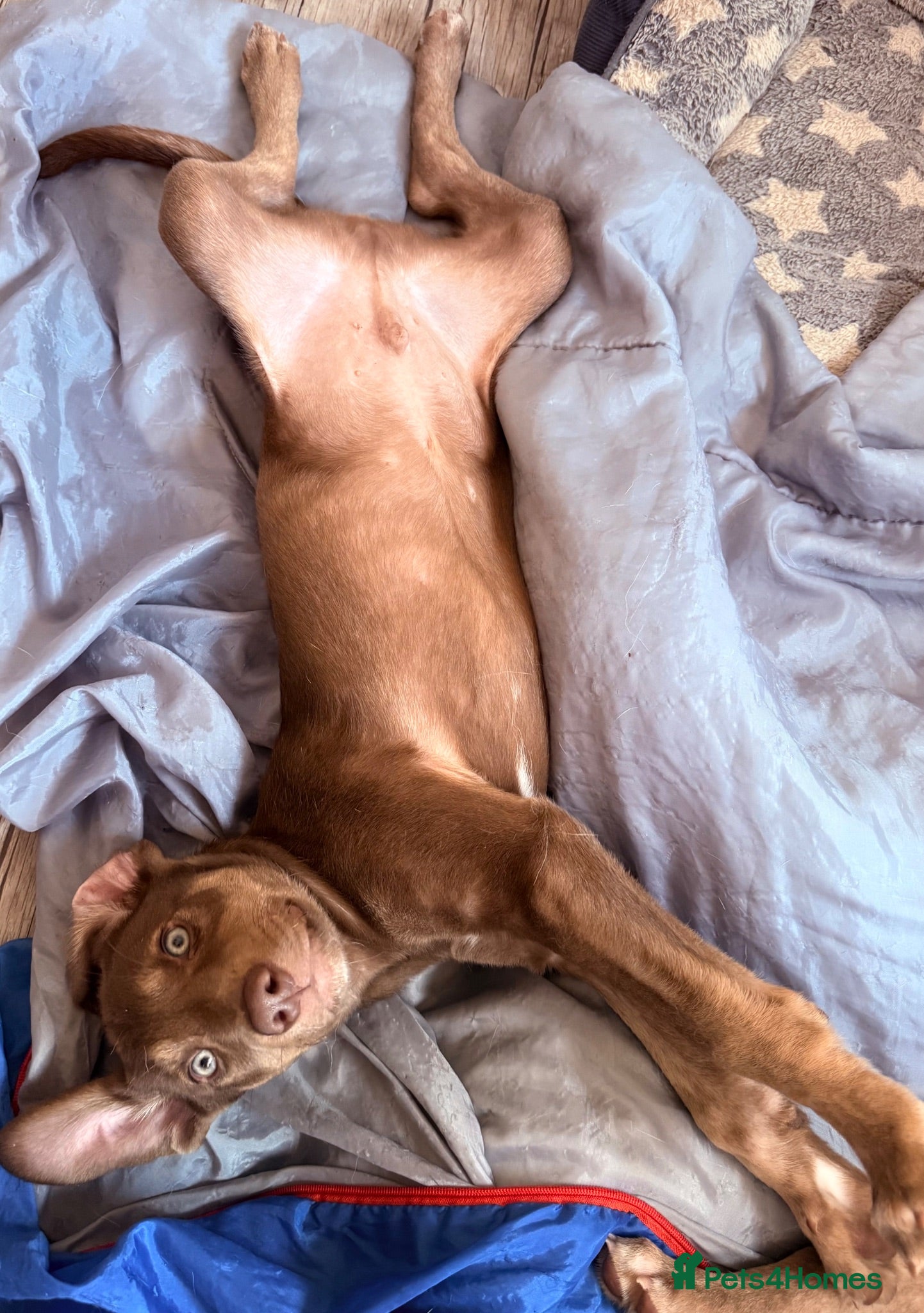 Mixed Breed dogs ONE BOY Husky Shepherd x Weimaraner READY NOW  - Advert 2