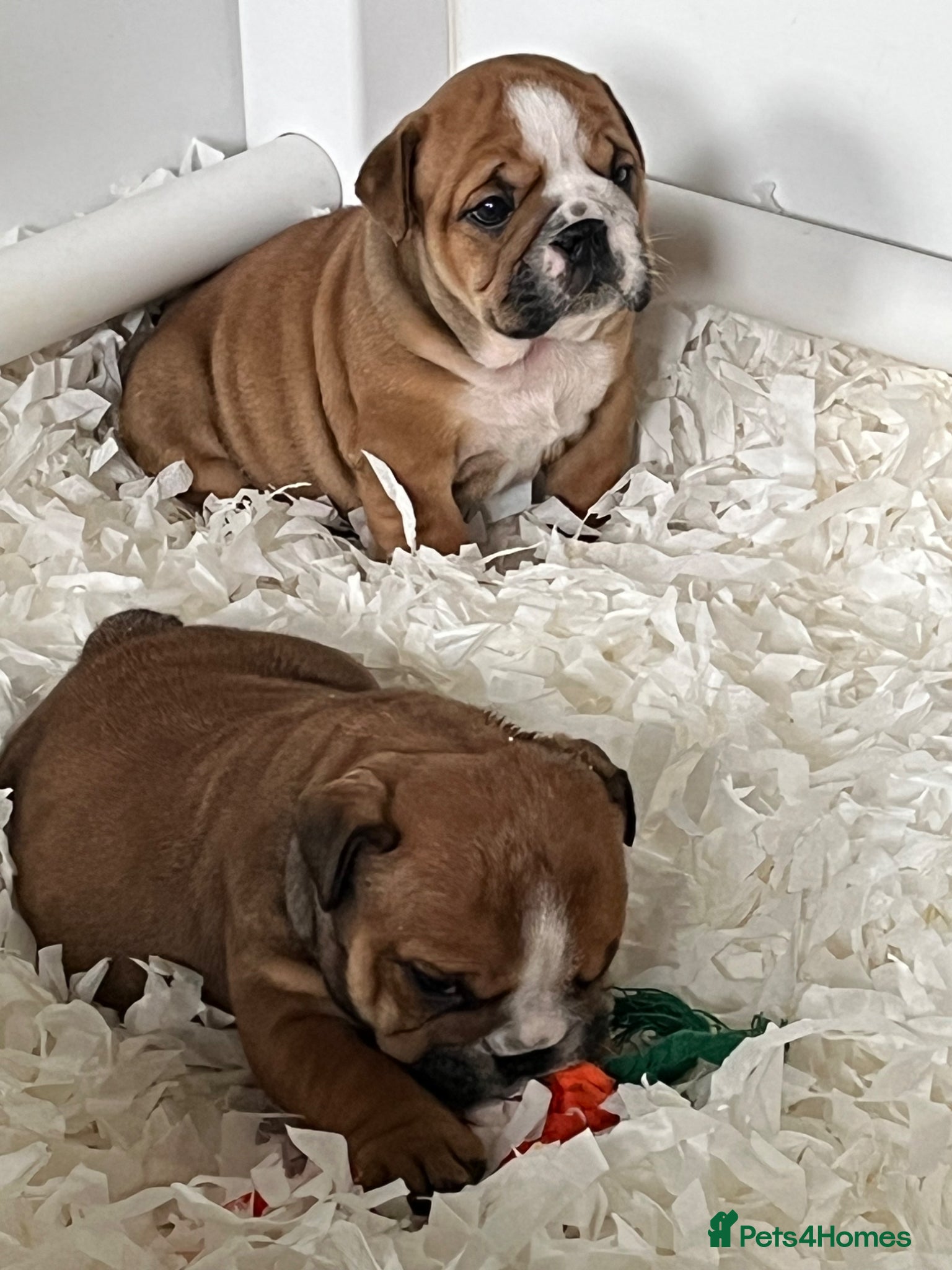 English Bulldog dogs red and white bulldog pupps  - Advert 1