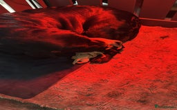 Labrador Retriever dogs for sale: 3 LEFT KC SHOW TYPE LABRADORS - Image 6