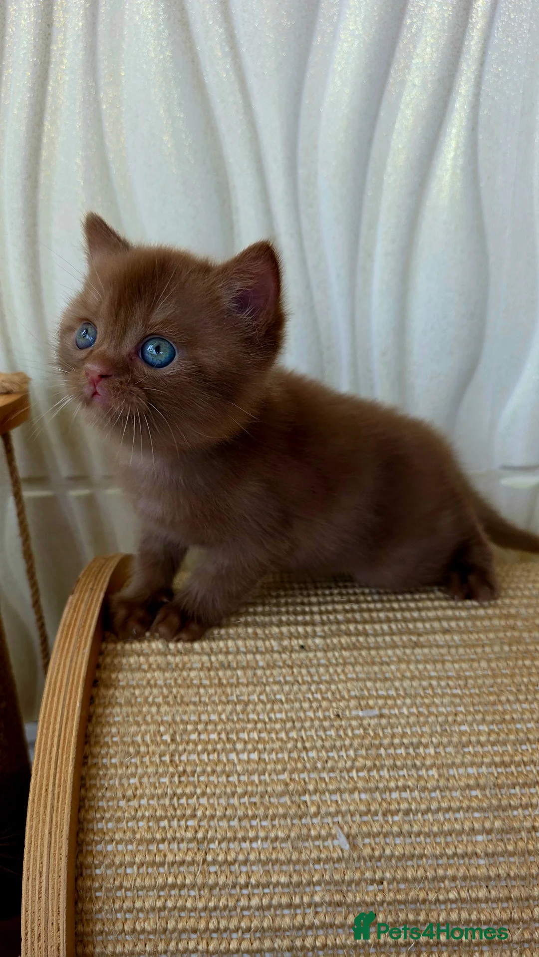 Scottish Fold cats for sale: Only one in UK - Advert 2