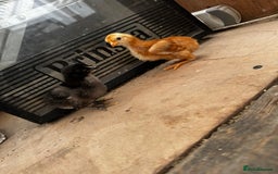 Chickens poultry for sale: PURE BRED CHICKS & DUCKLINGS  - Image 6