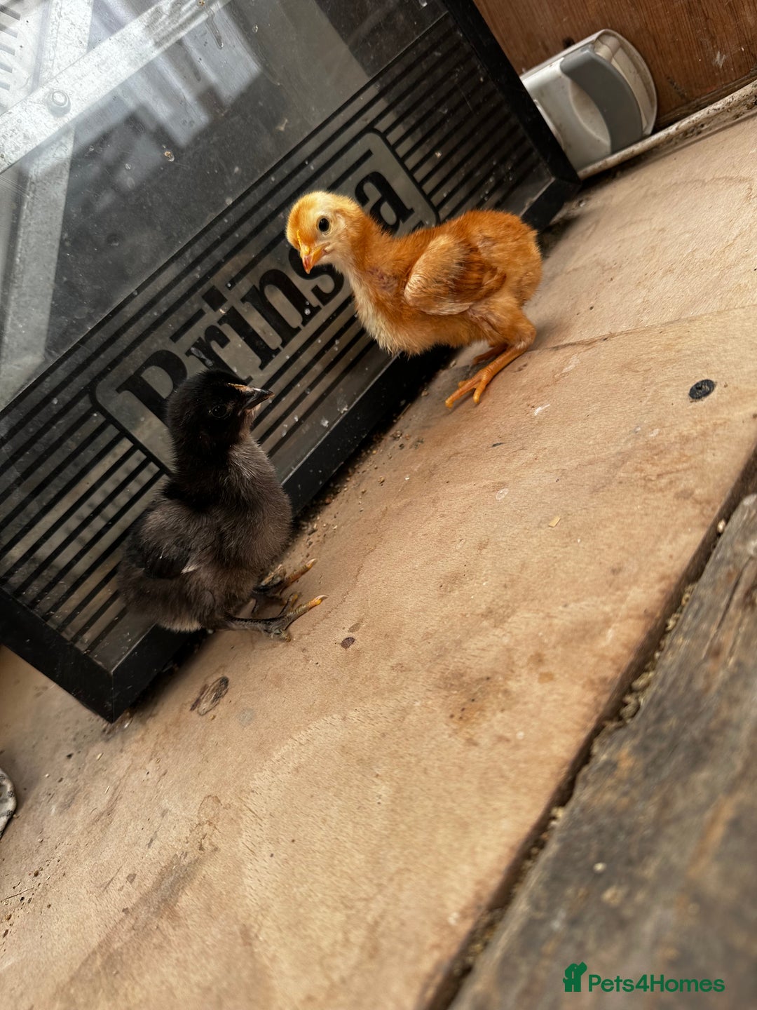 Chickens poultry for sale: PURE BRED CHICKS & DUCKLINGS  - Image 6