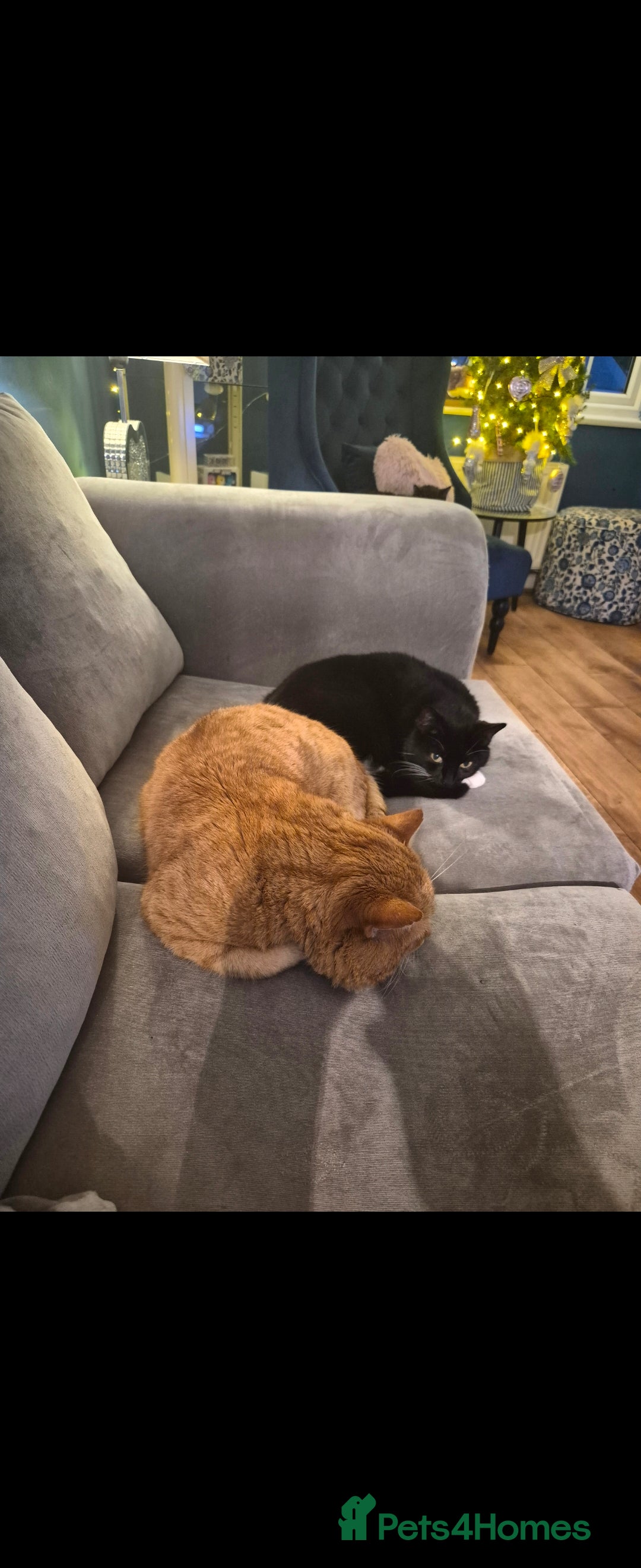 Mixed Breed cats for sale: Beautiful kittens, I have both parents - Advert 2