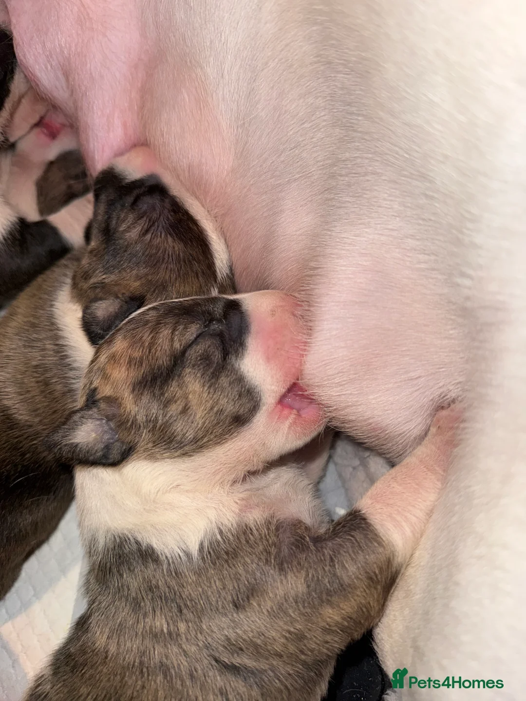 English Bull Terrier dogs for sale: Bull Terrier - Advert 13