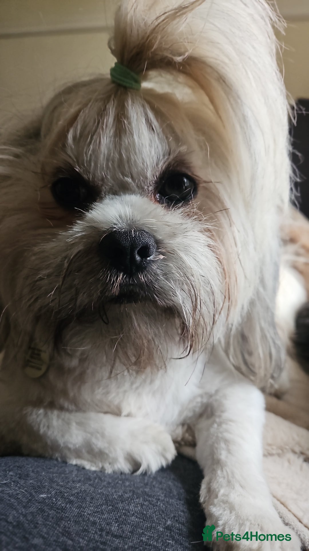 Lhasa Apso dogs for sale: Gorgeous 1 boy left - Advert 10