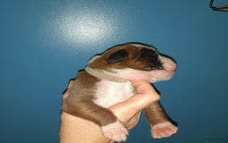 Boxer dogs for sale: Beautiful/Stunning Pedigree Boxer Puppies  - Image 28