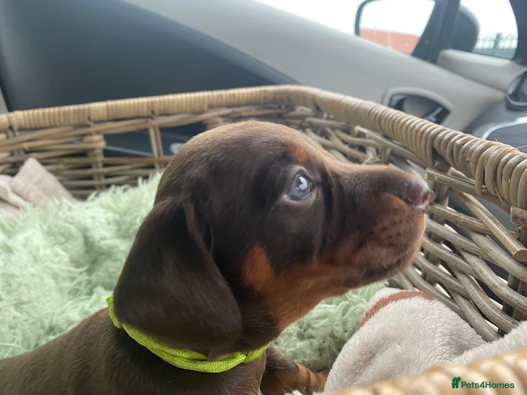 Miniature Dachshund dogs for stud: PROVEN MINIATURE DACHSHUND STUD in Faringdon - Advert 17