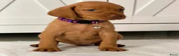 Hungarian Vizsla dogs for sale: Little Hungarians, Big ♥️ RKC Vizsla Puppies - Advert 6