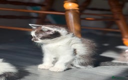 Mixed Breed cats for sale: 3 beautiful stunning and gorgeous kittens for you - Image 5