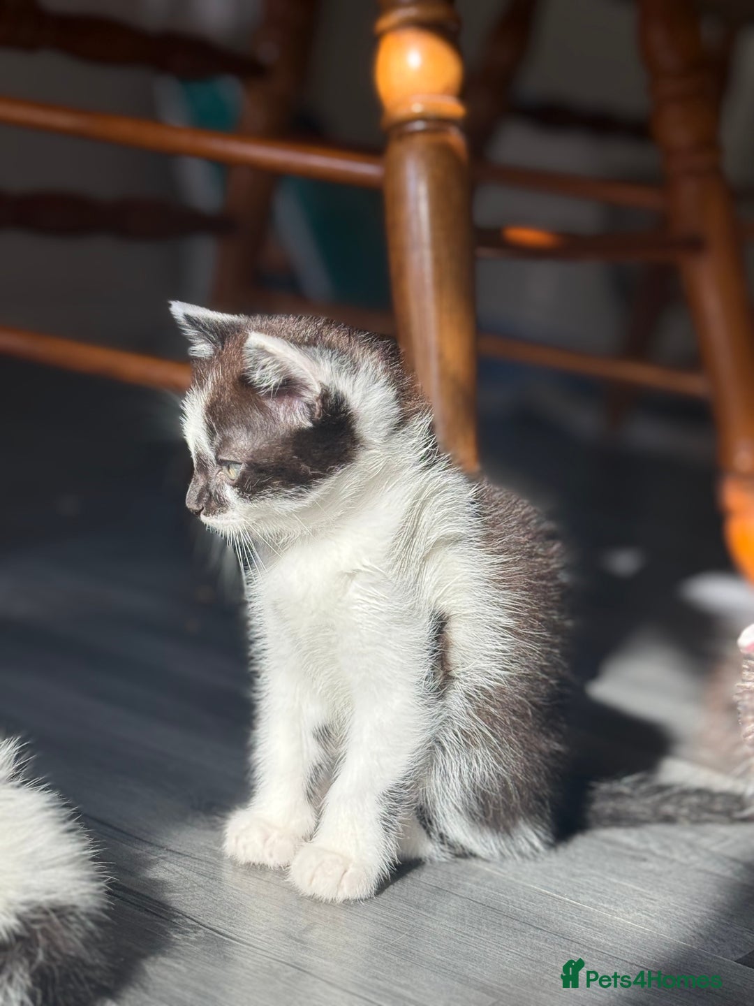 Mixed Breed cats for sale: 3 beautiful stunning and gorgeous kittens for you - Image 5