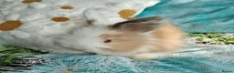 Angora rabbits for sale: English Full Face Angora Bunnies - Advert 7