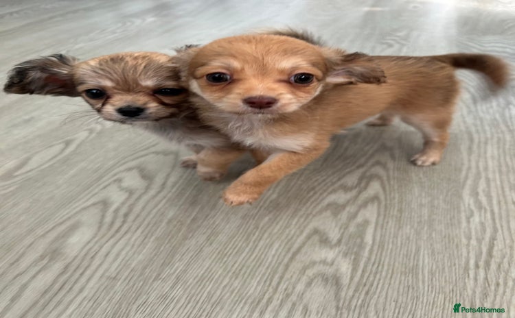 Chipoo dogs - Advert 15