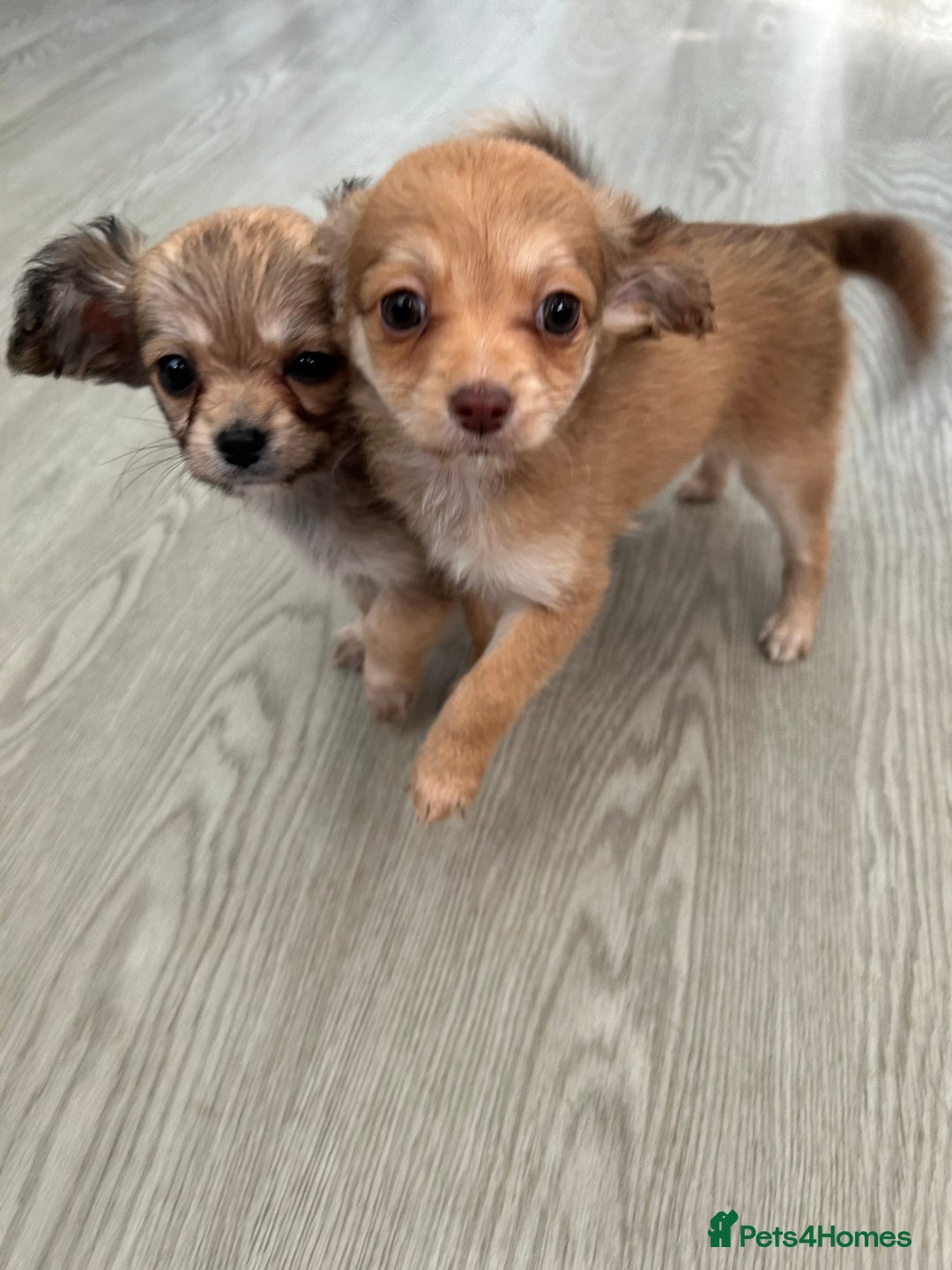 Chipoo dogs for sale: F1b Chipoo last girl  - Image 1