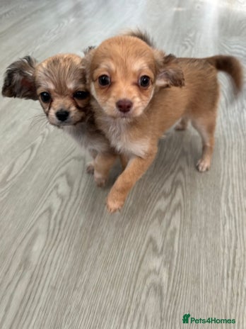 Chipoo dogs - Advert 10