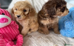 Cockapoo dogs for sale: Chocolate F1b Cockapoo’s - Image 17