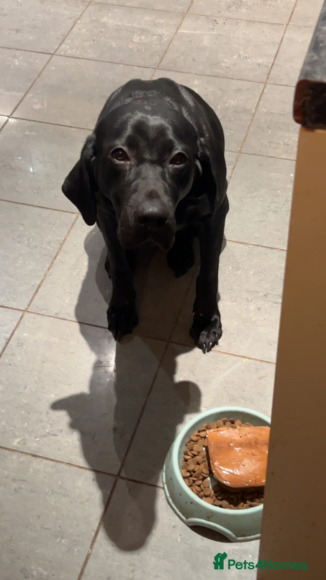 Mixed Breed dogs for sale: 🐾 2-Year-Old Black Lab × Hun Vizsla Home Wanted in Ripon - Advert 2