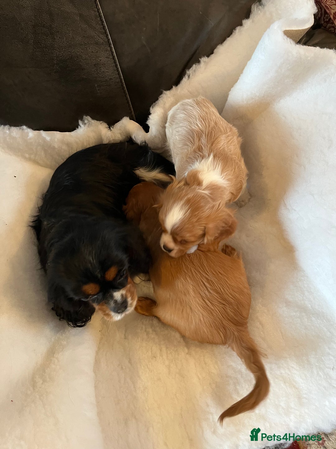 Cavalier King Charles Spaniel dogs for sale: Health tested KC REG cavalier King Charles  - Advert 3
