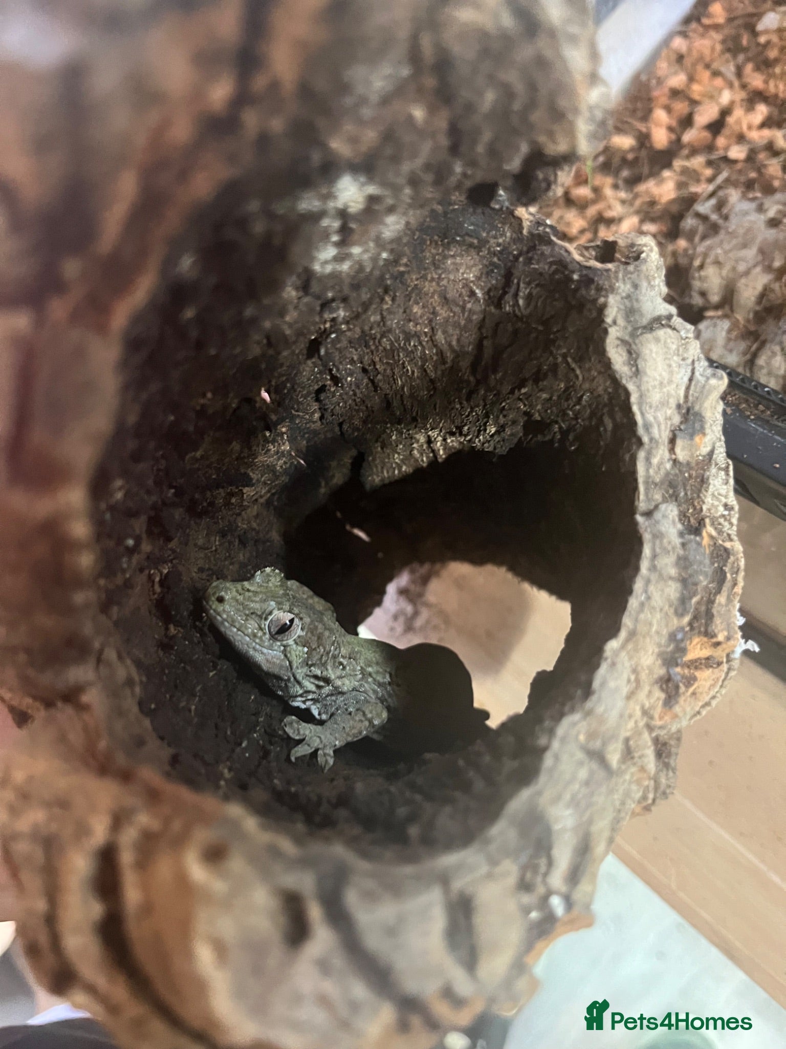 Gecko reptiles 2x chahoua mossy geckos  - Advert 2