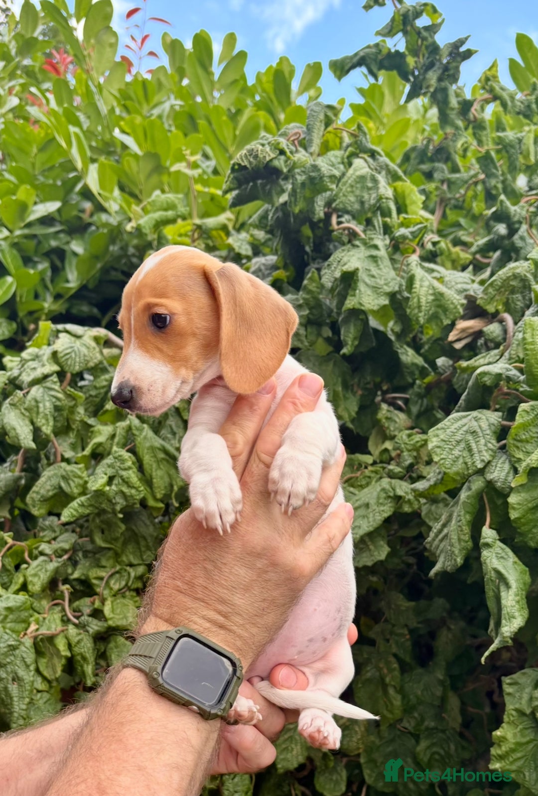 Miniature Dachshund dogs for sale: Pure Piebald Miniature Dachshunds Champion Lines - Image 3