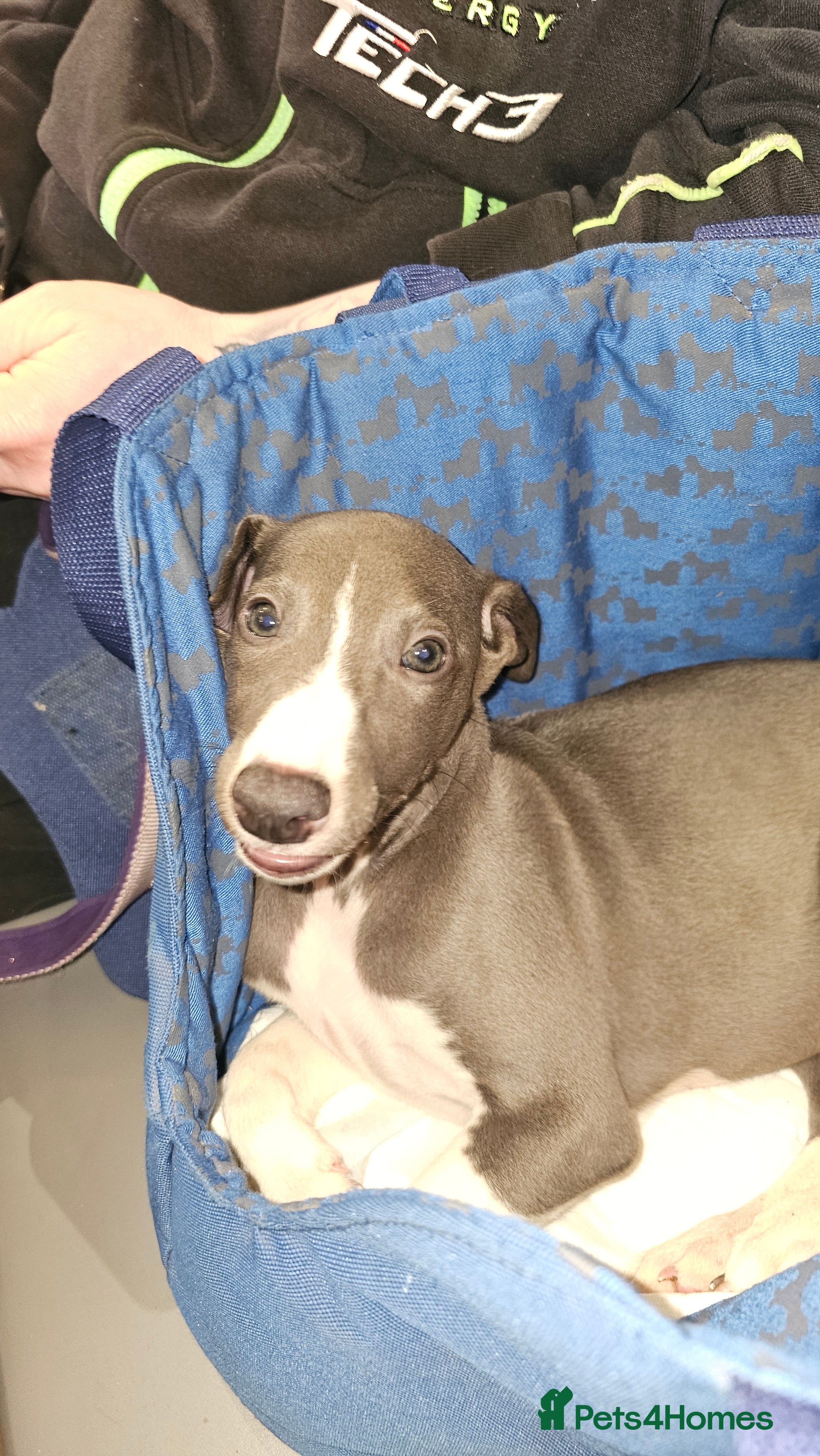 Whippet dogs READY NOW kc reg blue whippet puppies - Advert 3