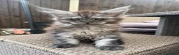 Maine Coon cats for sale: READY NOW⭐️ Tica Maincoon kittens  - Advert 1