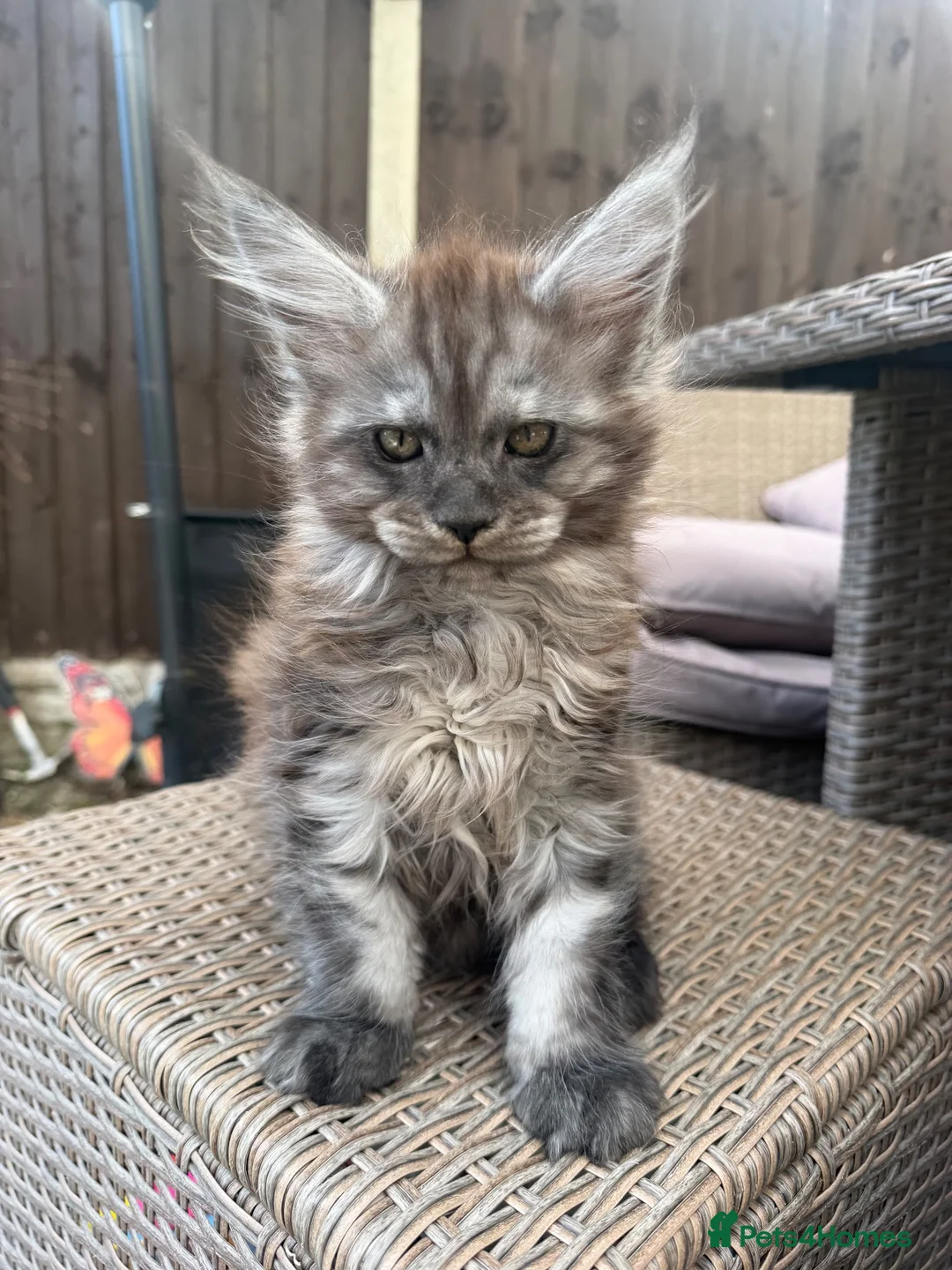 Maine Coon cats for sale: READY NOW⭐️ Tica Maincoon kittens  - Advert 1