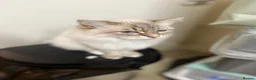 Mixed Breed cats for sale: Beautiful Siberian Cross Kittens  - Advert 14