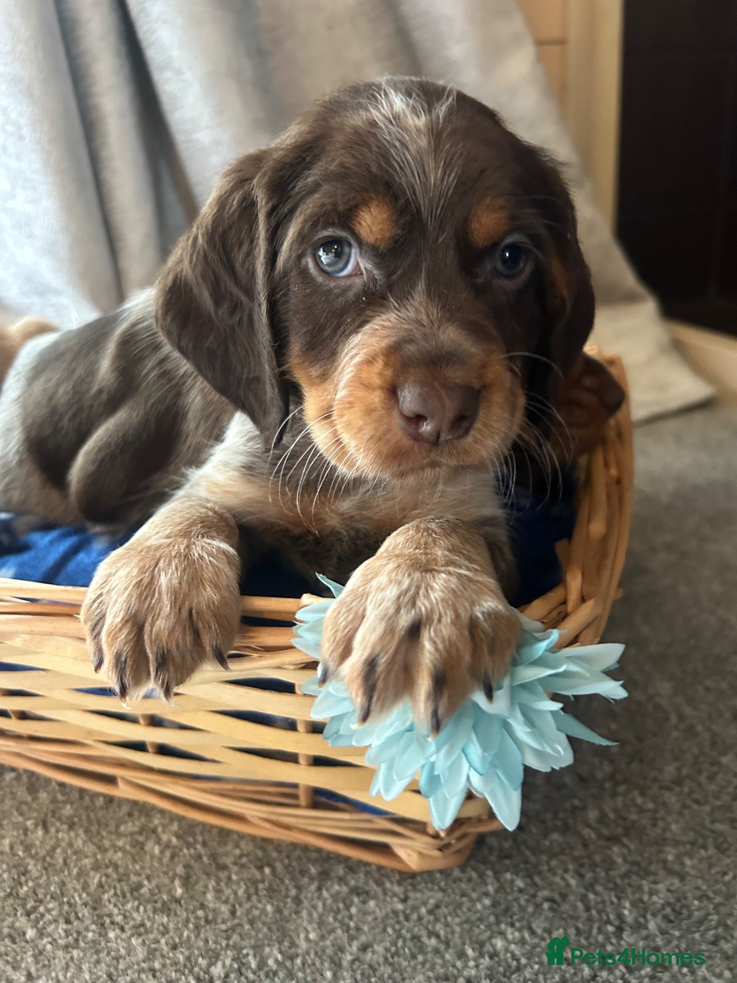 Cocker Spaniel dogs Cocker spaniel puppy’s  - Advert 1