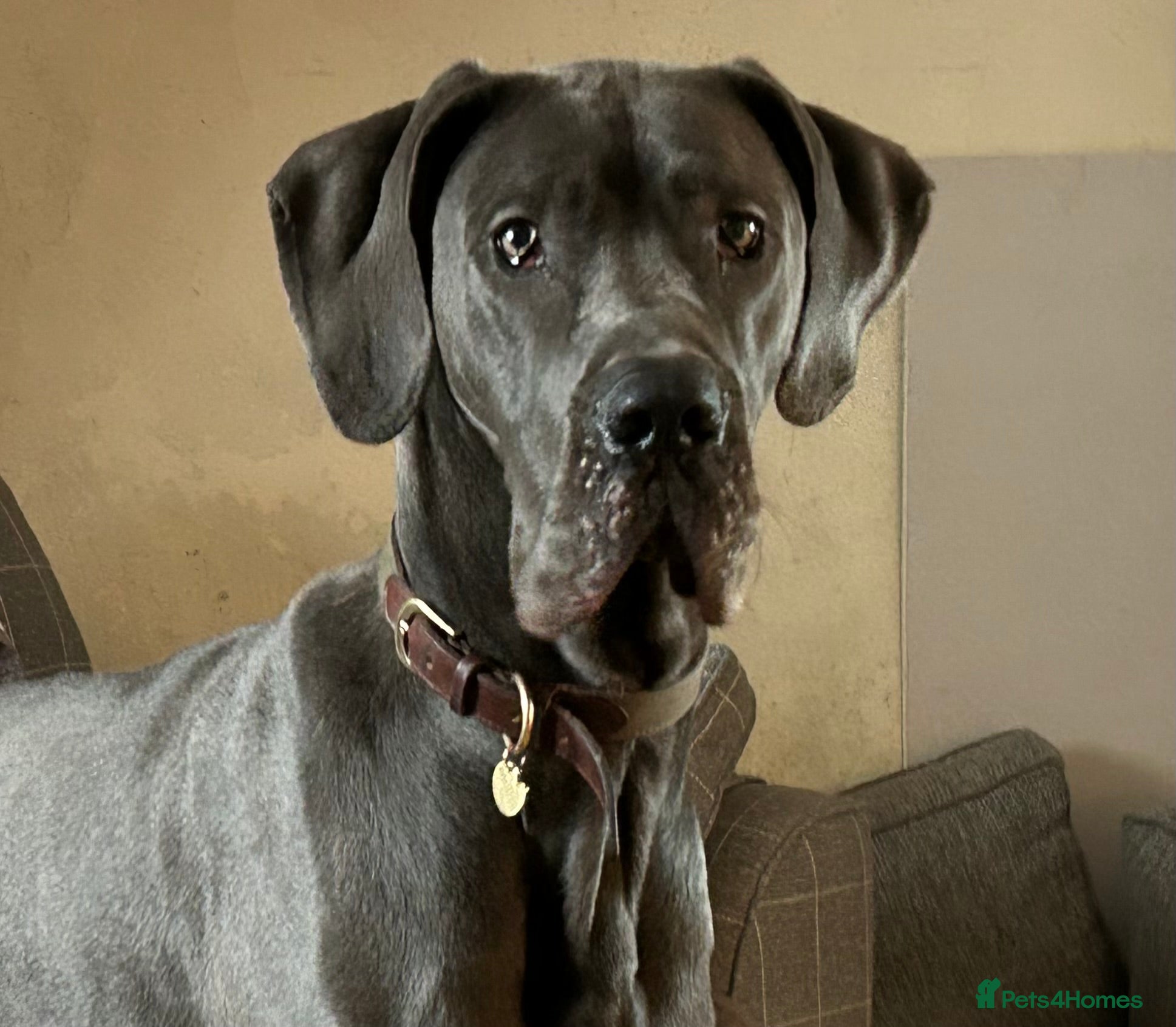 Great Dane dogs for sale: Beautiful Blue Great Dane – Willow (2 years old) in Stoke-on-Trent - Advert 3